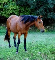 Vente de cheval : June des cabanes