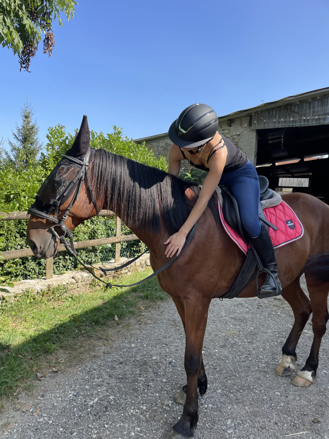 Vente de cheval : Gauvain de la lys