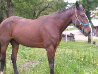 Vente de cheval : Kool