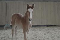 Vente de cheval : Play boy la chenerie 