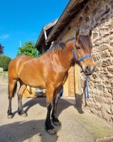 Vente de poney