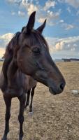 Vente de cheval : Hamida Filies