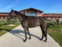 Vente de cheval : Lempicka du meyrieux 