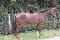 Vente de cheval : Eminence ter kravaal 