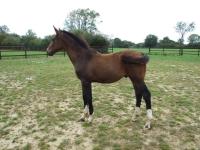 Vente de cheval : Nuage du pays d'auge 