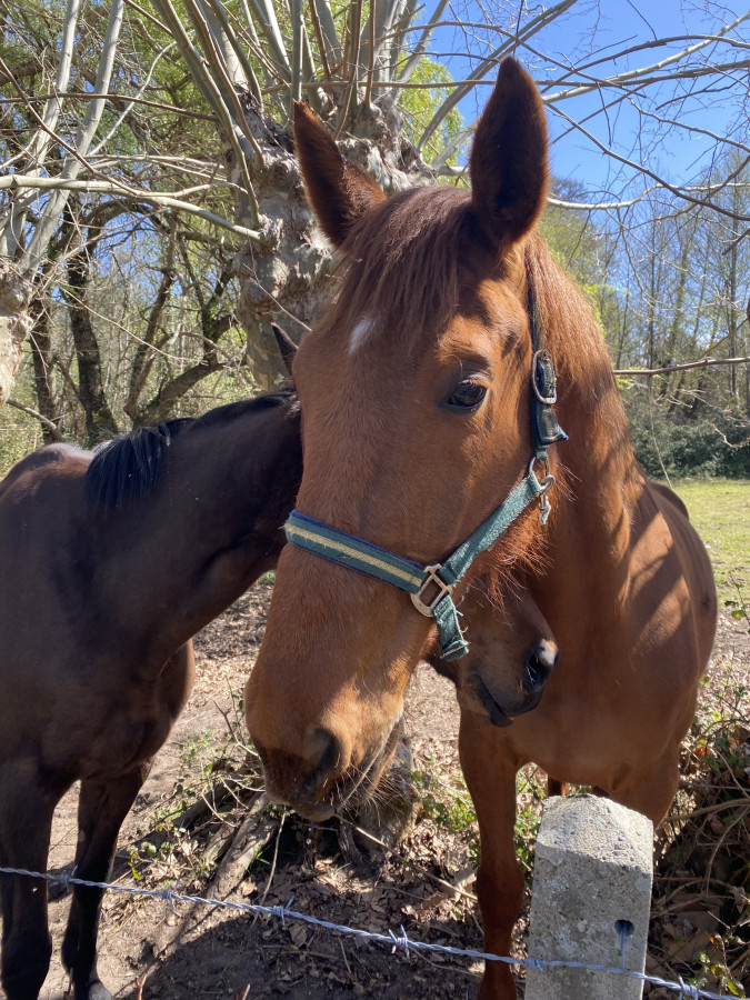 Vente de cheval : Esprit Du Soleil