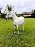 Vente de cheval : Prince snow 