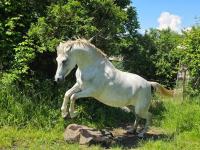 Vente de cheval : Prince snow 