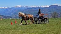 Vente de cheval : Karma des Hayes