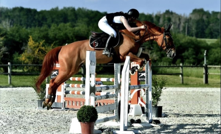 Vente de cheval : Uouston de Feyele