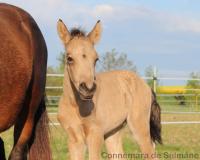 Vente de poney
