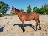 Vente de cheval : Olympio de la Tour