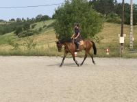 Vente de cheval : La rouannaise