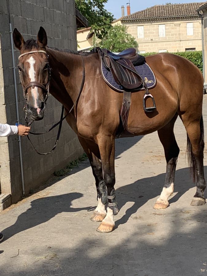 Vente de cheval : Set Decoeur