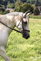 Vente de cheval : PRESUMIDA 