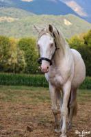 Vente de cheval : HECTOR 