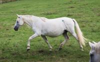 Vente de cheval : PRECIOSA / QUIETA