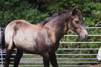 Vente de cheval : MANITOU /MACHA /MATO