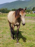 Vente de cheval : Mato D'Aure