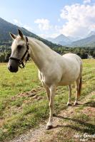 Vente de cheval : Presumida CXCII