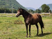 Vente de cheval : Manitou D'Aure