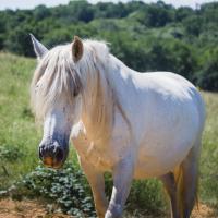 Vente de cheval : Prciosa D'Hounts