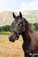 Vente de cheval : Ka D'Aure