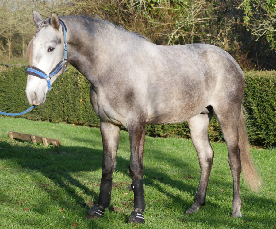 Lusitanien PP 4 ans entier