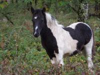 Vente de poney
