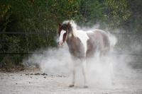Vente de poney
