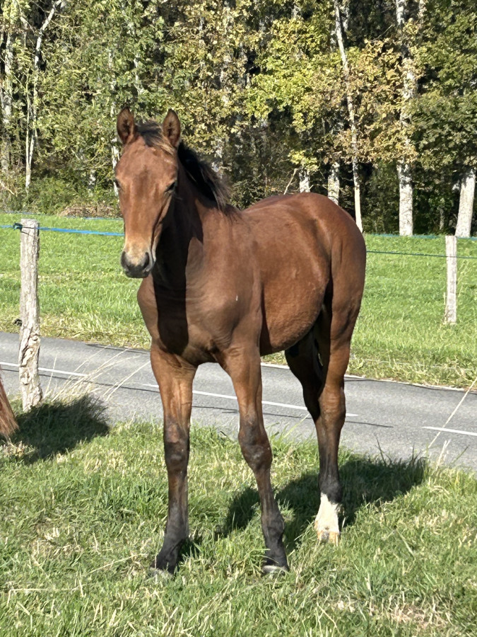 Vente de cheval : Non stop l?vidence 