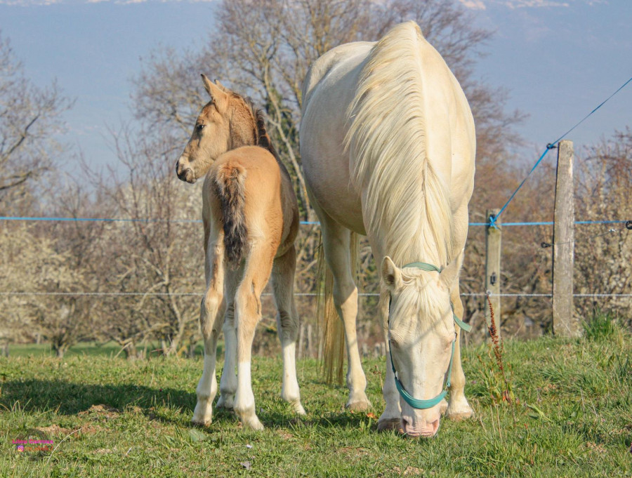 Vente de cheval : Dunika 