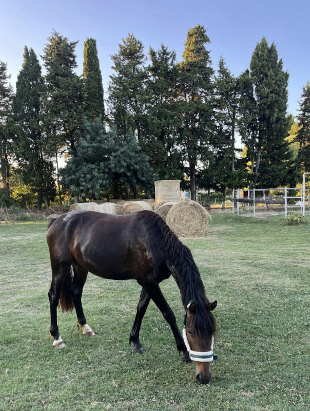 Vente de cheval : Loustic 