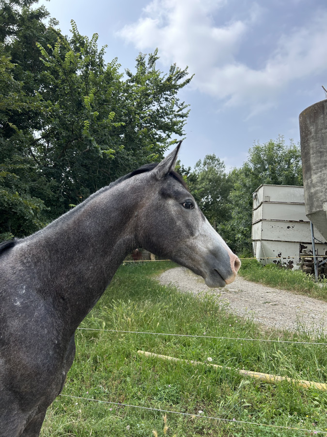 Vente de cheval : narcos du gnral 