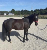 Vente de poney
