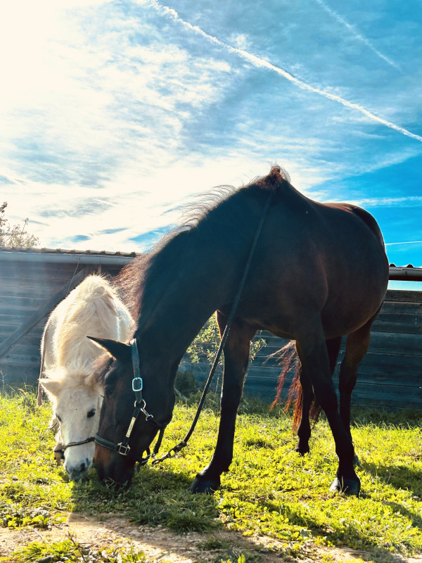 Vente de cheval : Saphir et tornado 