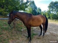 Vente de cheval : Vnar des Bruyres