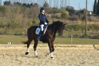 Vente de cheval : frist choice