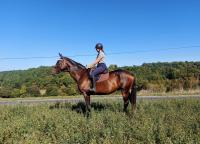 Vente de cheval : INAGADAVIDA CHAUPRADE
