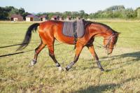 Vente de cheval : CHANSEUR V/D XXLLNT 
