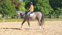 Vente de cheval : Nn de Trujillo 