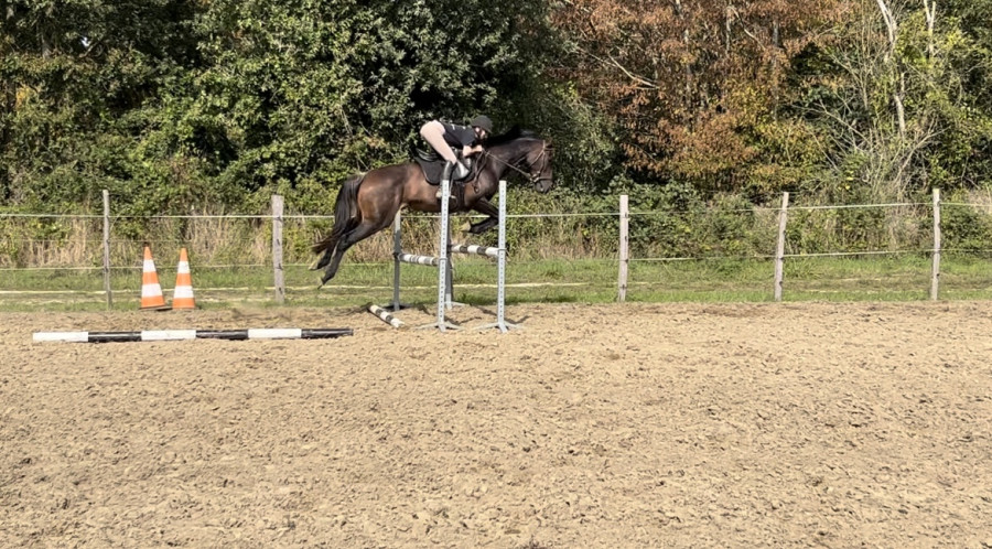 Vente de cheval : Youppie
