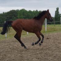 Vente de cheval : Music stars 