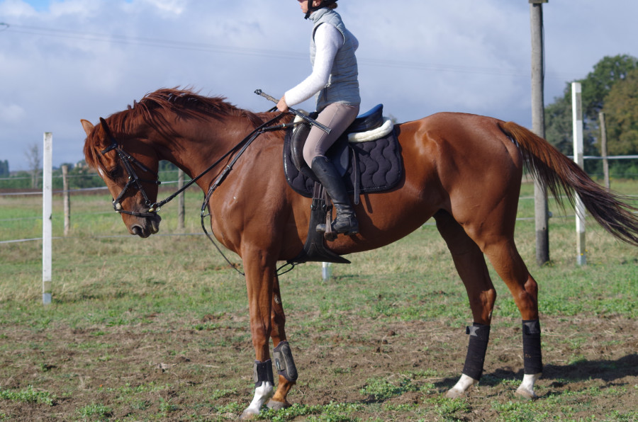 Vente de cheval : Kabalabala 