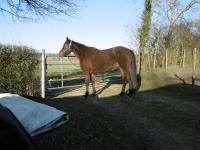 Vente de cheval : Dascade D'Or