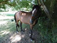 Vente de cheval : DASCADE D'OR