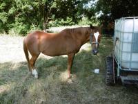 Vente de cheval : KORA DE CLERLANDE