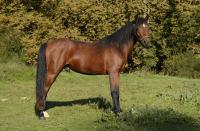 Vente de cheval : TARIQUE 