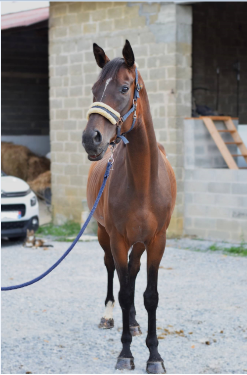 Vente de cheval : Cyclone