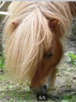 Vente de poney